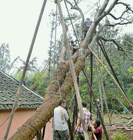 倒鏈可以扶正被臺風吹倒的樹木